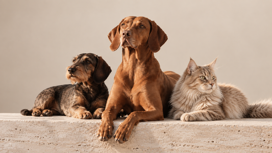 Métaux lourds chez le chien et le chat : faut-il réellement s’en préoccuper ?